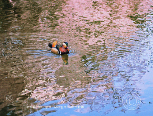 Mandarin Duck and Cherry Blossom Reflections in Moat.