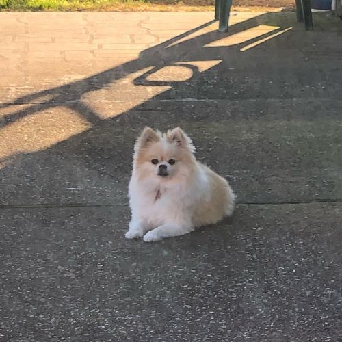 Benny being his boss-ass self on #internationaldogday  . . . #pomeranian #chihuahua #pomchi #pomahua