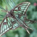 trulyvincent:Spanish Moon Moths