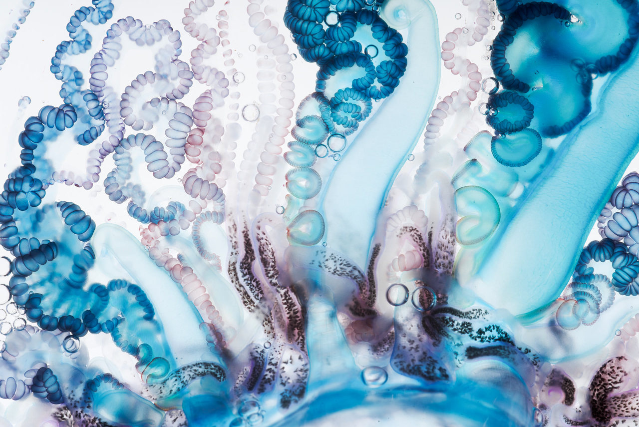 scienceisbeauty:  A fascinating and beautiful hydrozoa.  The Portuguese man-of-war