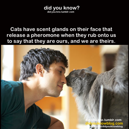 did-you-kno:  Source 