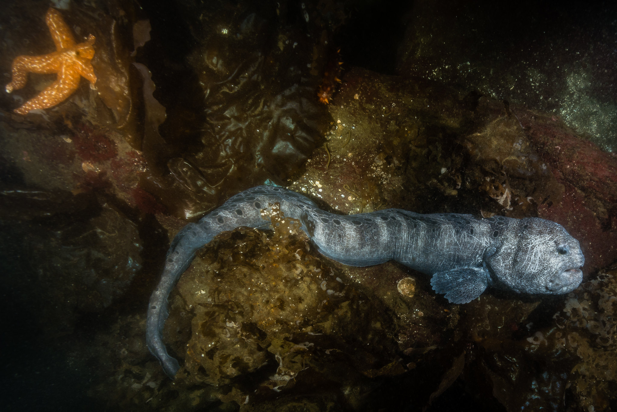 wolf eel diet in captivity wolf eel diet in captivity