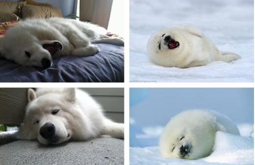 skookumthesamoyed:  skookumthesamoyed:  Skookum or Seal Pup?   A stellar addition to the Skookum / Seal Pup portfolio! 