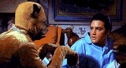 Elvis has a conversation with a dog in, Live