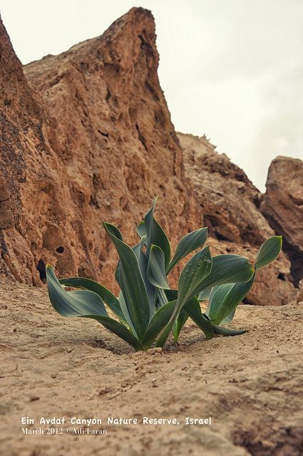 thebeautyjoythings:  Spring in the desert . Israel  by Adi  Faran