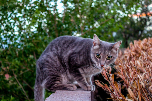 earthporn-org:A Distrusting, Distracted Cat Looking My Way