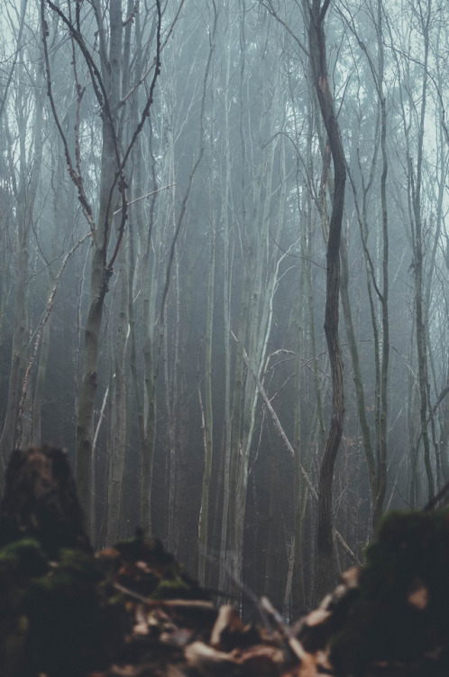 pixelcoder:Mist in the Woodlands - German Forest - January 2k18Prints  | Instagram