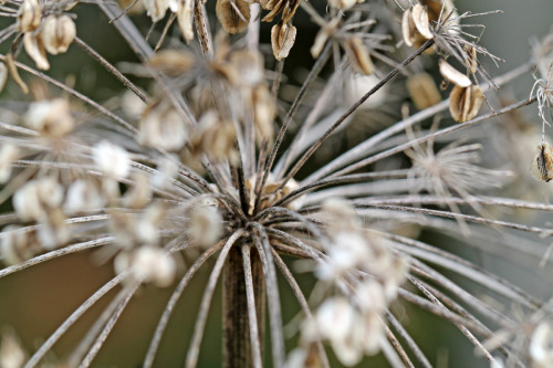 It&rsquo;s hard to imagine that just a few weeks ago, the hogweed stood in full bloom. The air was b