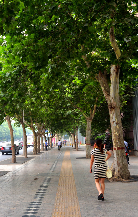 One of the tree lined boulevard’s of Zhengzhou, China.