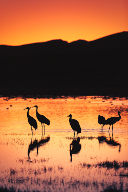 russmosis:The Prince of Darkness…Bosque del Apache, New Mexico