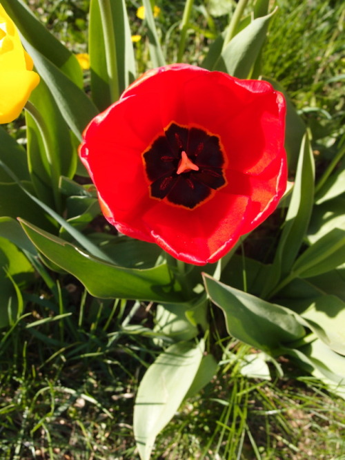 Tulipa — tulips