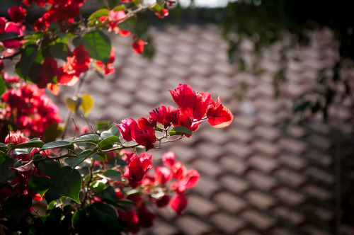 outdoormagic:  bouganvillea by raspberrytart on Flickr.