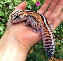 veganforeskin:  I’m in love with this pregnant African fat tail gecko😍