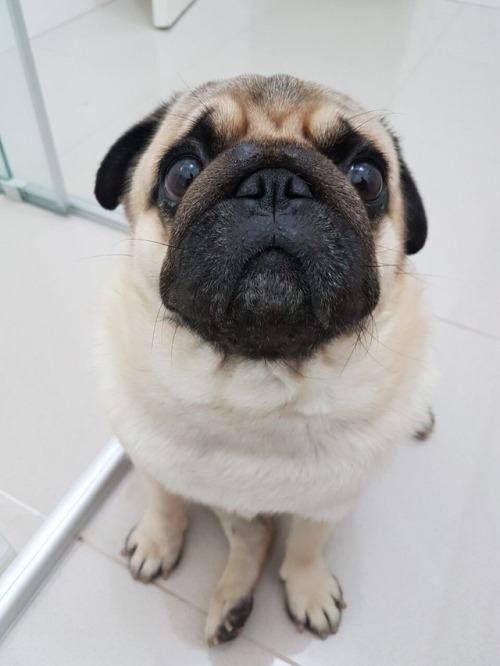felitomkinson: Hope if helps you feel better?  His name is Roman, and his fave things are cuddles an