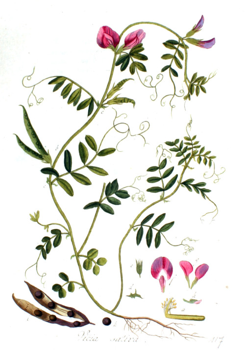 japanese-plants:Vicia sativa by Christiaan Sepp in Flora Batava, Volume 2 (1807)