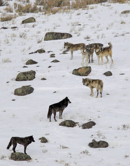 Picture by Keith R. CrowleyA pack of gray wolves gather in the Lamar Valley at Yellowstone National 