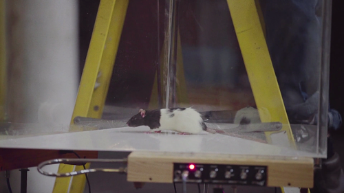 Documentaries without people: Rats in Rat Film (2018, Theo Anthony, dir.)