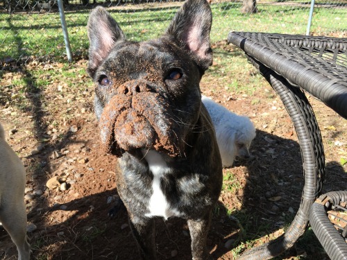 handsomedogs:Willis thought the best place to watch another dog dig a hole would be directly behind 