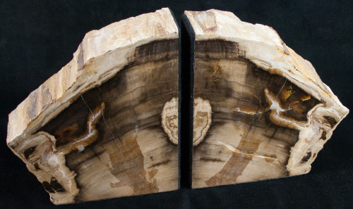 fossilera:We just added about a dozen new petrified wood bookends to FossilEra.com last night.  