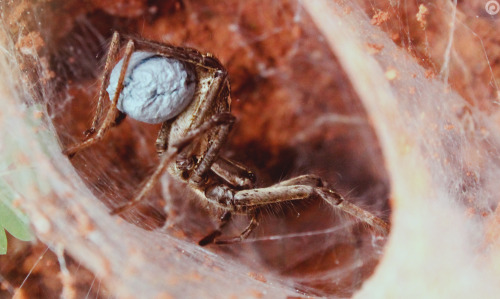brait:Hogna Radiata