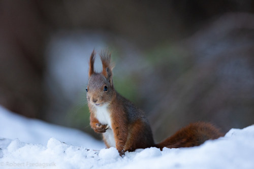 Ekorn - Squirrel - Explored by Robert Fredagsvik - Norway Photo from Dombås - Norway December 2020 R