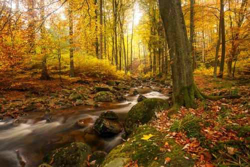 Der Herbst im Ilsetal by Oliver HenzeWaldlandschaft | Posterlounge | Instagram