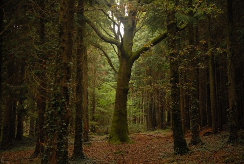 buron:Firestone Copse v (2)©buron - September ‘14