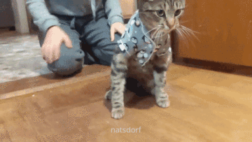 thenatsdorf:Thought the cat needed some cat pajamas. (via anon1141514)“Get this thing off me right n