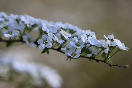 On this day. Värmland, Sweden (May 21, 2021).