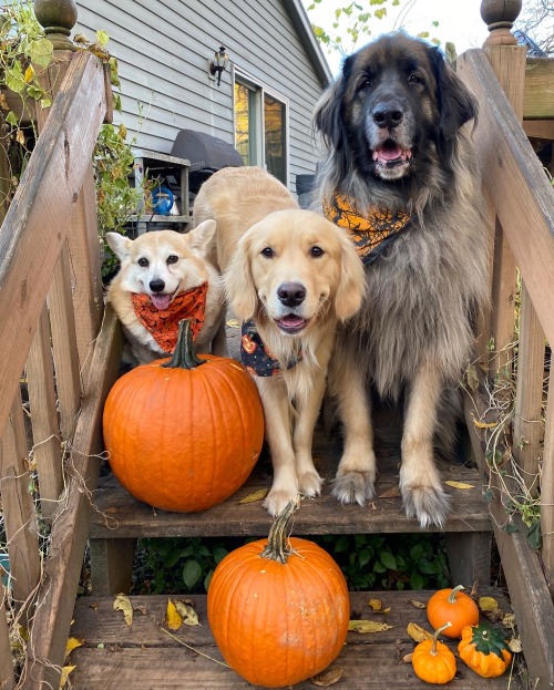 Happy Halloween From The Gang!!