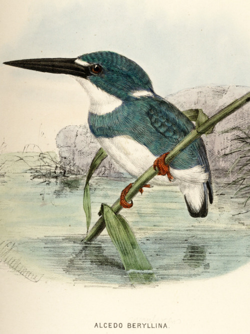 A monograph of the Alcedinidae: or, family of Kingfishers by an English zoologist Richard Bowdler Sh