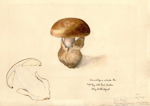 Eliza Beulah Blackford, mushrooms: Amanatopsis volvata &amp; Boletinus cavipes, 1904/1914. Watercolo