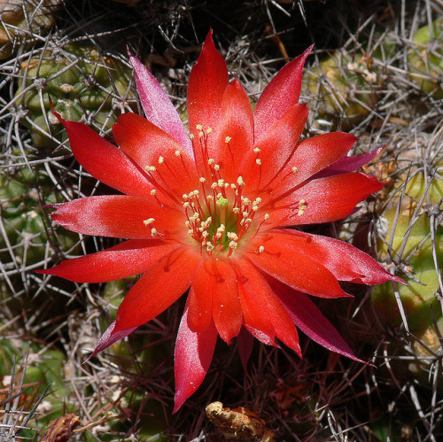 libutron:Lobivia incaicaLobivia incaica (Caryophyllales - Cactaceae) is a species of globose cactus 