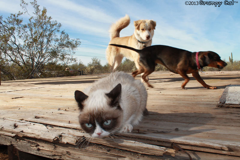 tardthegrumpycat:  The Daily Grump | February 19, 2013 Adopt a Pet - Shelter and