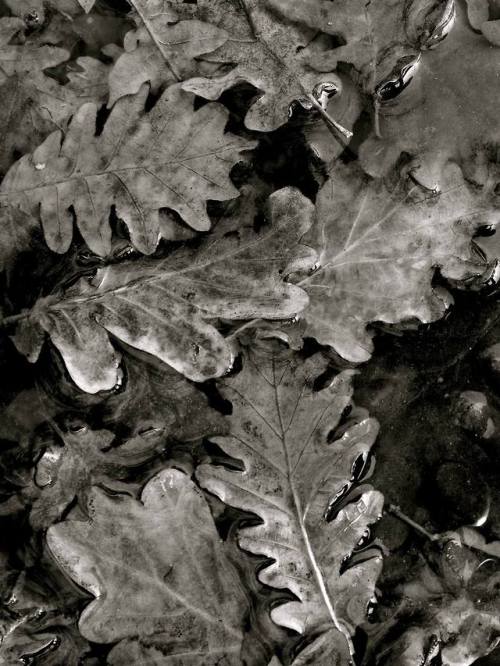 art-now-italy: oak woods in march (limited edition 1 of 10 signed and numbered photographs), angelo 