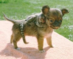 animals-riding-animals:  monkey riding puppy