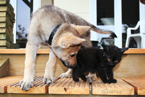 cat-parlour:Shiva and his childhood friend Raksha ♡