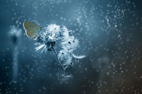 staceythinx:  Macro photography by Alfian Ismail