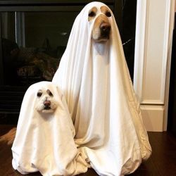 itcuddles:  Ready for Halloween.