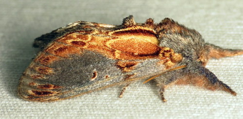 coolbugs:Bug of the DayAbsolutely spectacular Finned-willow Prominent (Notodonta scitipennis) from l