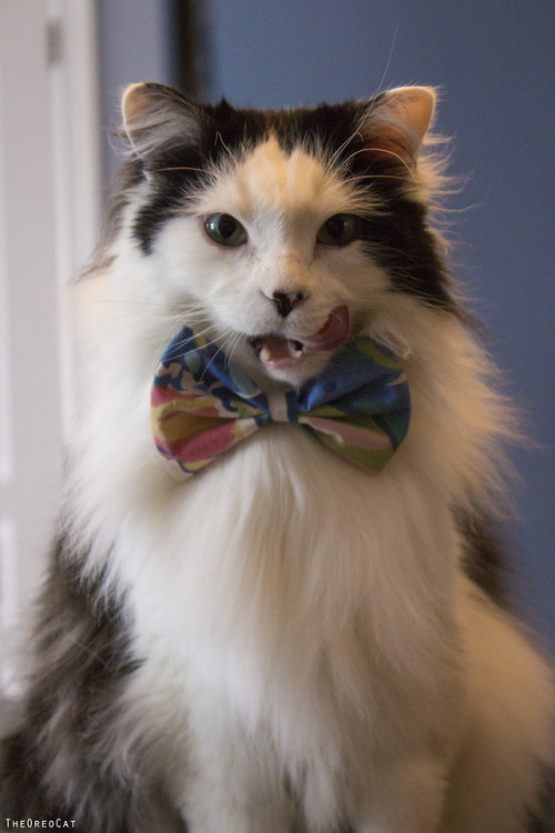 theoreocat:“Don’t call them carbs, call them ‘blessings’.” ~ Oreo