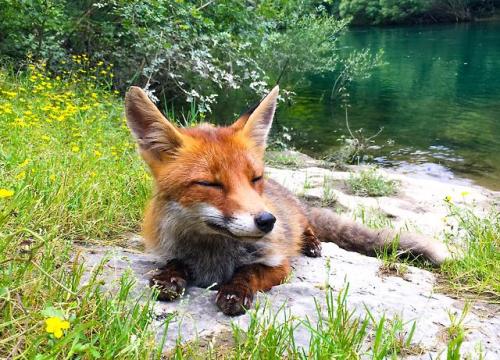 everythingfox: “Went kayaking down a river and this little guy joined us when we stopped for lunch! Who knew foxes were so friendly” Taken from Reddit 