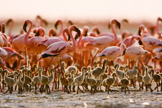 kedreeva:  The other day I got a bug up my ass about lake Natron, because I’ve seen the photos of the calcified remains of animals that took a dip in the lake on accident, but I’ve only seen those photos in black and white. I’m sure you’ve seen