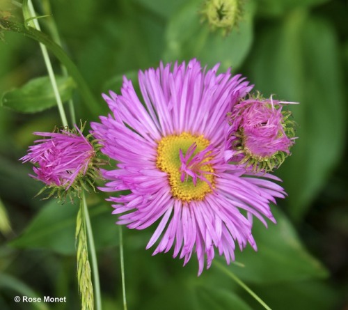 rosemonetphotos - Aster souliei    07>2017AsterAutumn-flowering...