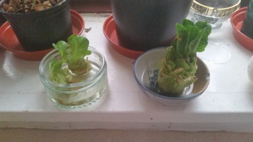 This regrowing vegetables from scraps project is going well :)