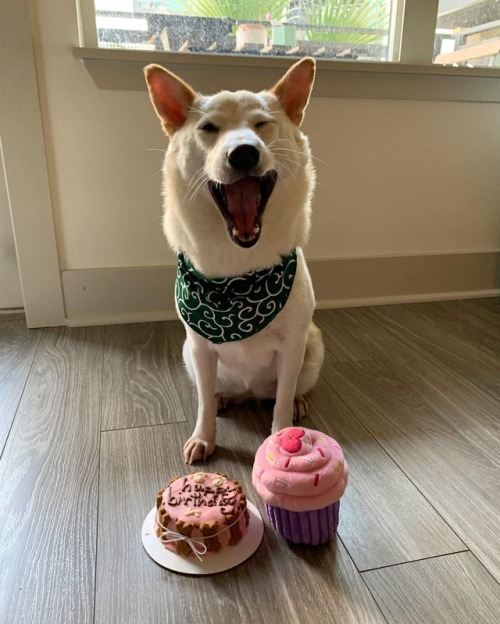 Happy birthday, Luna. Two years old now! . . . . #shibainu #shibastagram https://www.instagram.com/