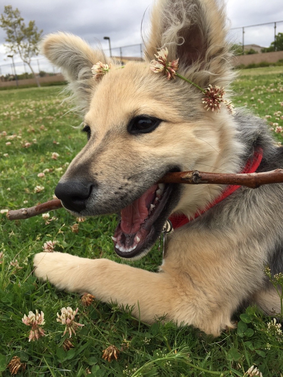 missmirandaaraee:  this dog is prettier than I am 