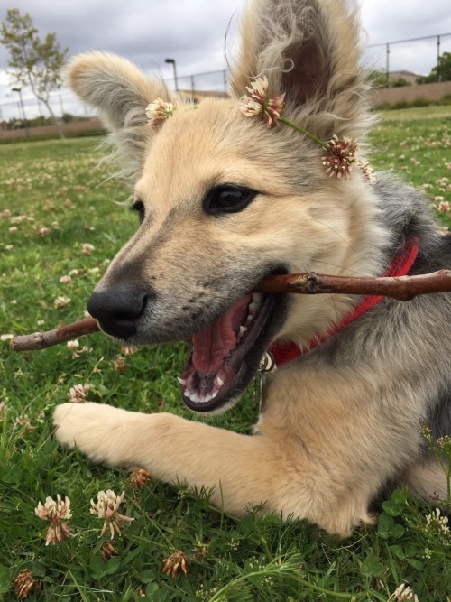 lilurthling:  verlidaine:  today we went to the park!   Angel 😍