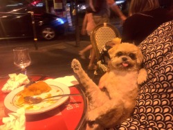 geekasaur:  marniethedog:  More tarte pls  the ol’ razzle dazzle         