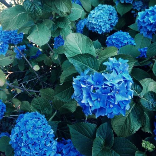 trashfriend:Hydrangeas are so beautiful they look other worldly